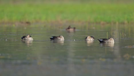 Indian-Spot-Billed-Ducks-in-wetland-in-Morning