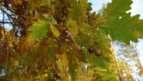 Close-up-of-oak-leaves-and-acorns-on-a-bright-autumn-day