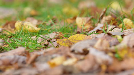 Lebendige-Herbstblätter-Verstreut-Auf-Dem-Grasbewachsenen-Waldboden