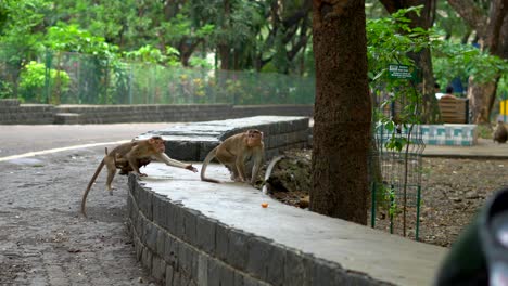 Affen-Suchen-Im-Nationalpark-Mumbai-Nach-Nahrung