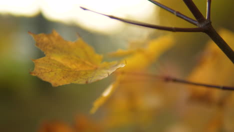 Nahaufnahme-Von-Goldgelben-Herbstblättern,-Mit-Einem-Warmen-Bokeh-Lichteffekt-In-Der-Makroaufnahme-Im-Hintergrund