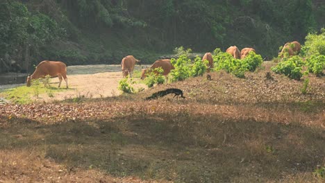 Ein-Grüner-Pfau,-Pavo-Muticus,-Auf-Nahrungssuche,-Während-Sich-Tembadau-Oder-Banteng-Im-Hintergrund-Am-Trockenen-Flussbett,-Bos-Javanicus,-Thailand,-Bewegen