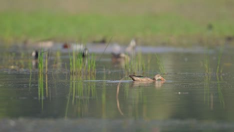 Northern-shoveler-duck-Feeding-with-other-Ducks