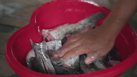 Closeup-of-Hands-cleaning-fresh-fish-in-a-bucket