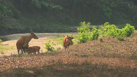 A-bull-climbing-the-bank-of-the-dried-riverbed-with-other-individuals-during-a-hot-summer-afternoon,-Tembadau-or-Banteng-Bos-javanicus,-Thailand