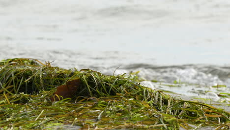Close-up-of-seaweed-on-the-shore-with-ocean-waves-in-the-background