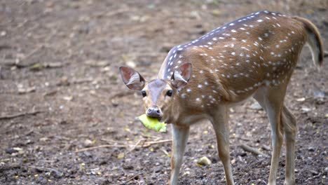one-deer-eating-tree-leaf