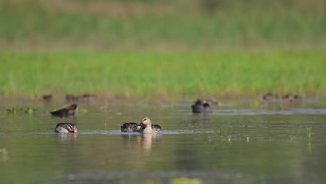 Flock-of-Indian-Spot-Billed-ducks-Feeding-in-wetland-in-Sunrise