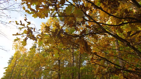Blick-Hinauf-Zu-Einem-Blätterdach-Aus-Goldenen-Herbstblättern-Am-Himmel