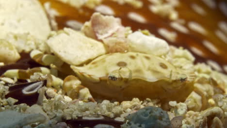 Incredible-macro-footage-of-a-tiny-crab-on-a-sea-cucumber-hidden-among-the-sand-rubble-and-moving-away