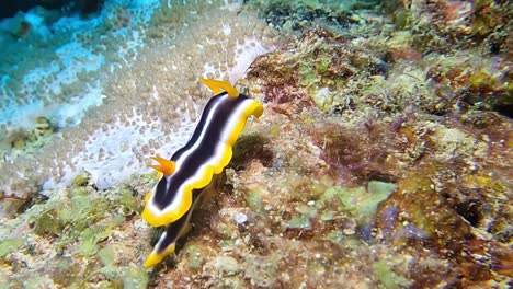 Beautiful-black,-yellow,-and-white-nudibranch-on-colorful-and-rich-coral-ocean-bottom