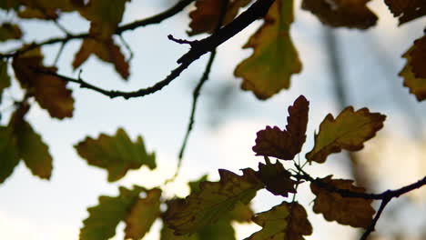 Herbstlaub---Herbstblätter-Werden-Im-Wald-Braun