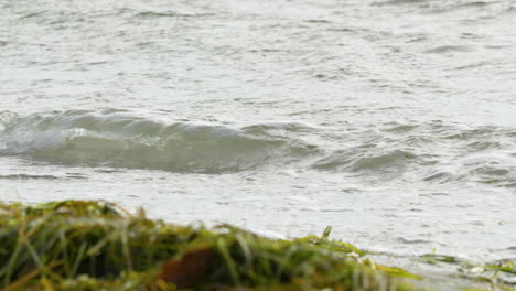 Schaumige-Wellen,-Die-Mit-Algen-An-Der-Küste-Krachen