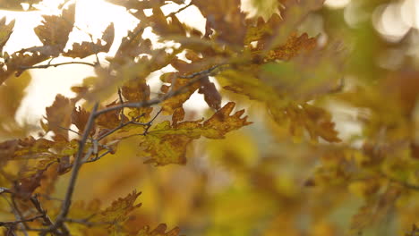 Sonnenbeschienene-Herbstblätter-Mit-Einer-Palette-Warmer-Farben-Und-Einem-Weichen-Bokeh-Hintergrund