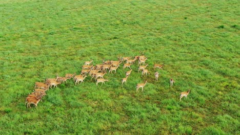 Herd-of-deers-on-the-green-Meadow