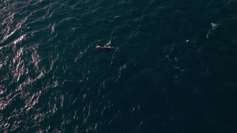 Heartbreaking-drone-view-of-a-humpback-whale-calf-astray-from-its-mother-in-the-middle-of-the-ocean