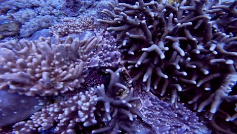 Wunderschöner-Überflug-Einer-Korallenreichen-Landschaft-Mit-Hart--Und-Weichkorallen