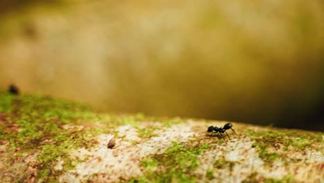 A-lonely-black-ant-is-walking-over-a-tree-in-the-amazonian-Rainforest-in-Peru