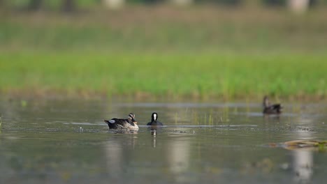 Indian-spot-billed-duck-Swimming-in-Wetland-in-Morning