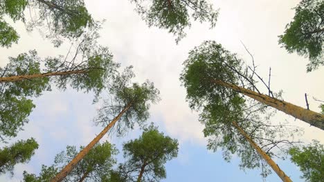 Bottom-view-of-pine-trees-swaying-in-a-strong-wind.