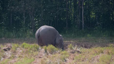Von-Der-Seite-Gesehen,-Während-Er-Nach-Rechts-Blickt,-Während-Er-Sich-Auf-Schlammigem-Boden-Ernährt,-Indischer-Elefant-Elephas-Maximus-Indicus,-Thailand