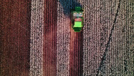 Top-down-view-over-a-cotton-field-where-a-picker-leaves-contrasting-paths