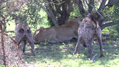 Hyänen-Herum,-Während-Löwin-Sich-Von-Einem-Zebrafohlenkadaver-Ernährt