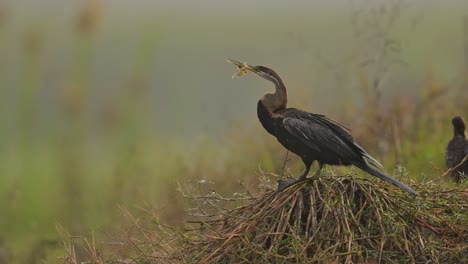 Snake-bird-or-Oriental-darter-'-Beak-Stuck-with-Fishing-net