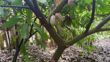 Cinematic-wide-booming-up-shot-of-a-cacao-tree-with-hanging-fruit-on-a-chocolate-farm-in-Kaua'i,-Hawai'i