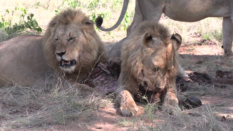 Male-lions-lying-together-feeding-on-the-carcass