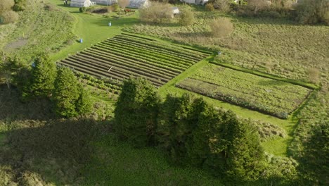 Aerial-ascending-shot-reveals-a-community-garden-with-crop-fields-and-polytunnels