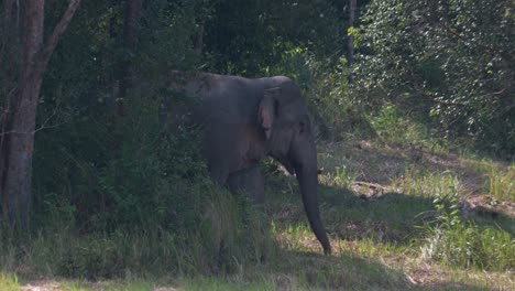 Going-behind-trees-and-goes-out-to-a-grassland-outside-the-forest,-Indian-Elephant-Elephas-maximus-indicus,-Thailand
