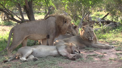 Pride-male-lions-getting-ready-for-day-nap
