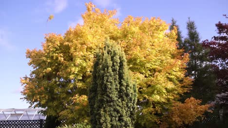 Bunte-Herbstbäume-Vor-Strahlend-Blauem-Himmel