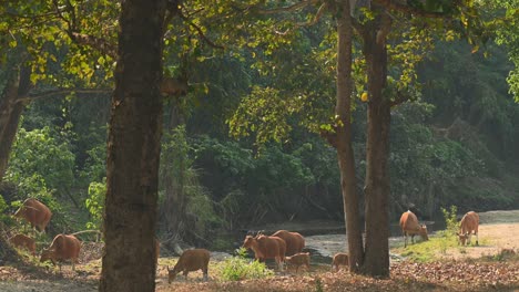 A-herd-crossing-a-drying-river-during-a-very-hot-afternoon,-Tembadau-or-Banteng-Bos-javanicus,-Thailand