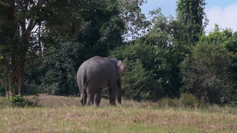 Von-Seinem-Rücken-Aus-Gesehen,-Wie-Er-Sich-In-Richtung-Des-Dichten-Waldes-Entfernt,-Indischer-Elefant-Elephas-Maximus-Indicus,-Thailand