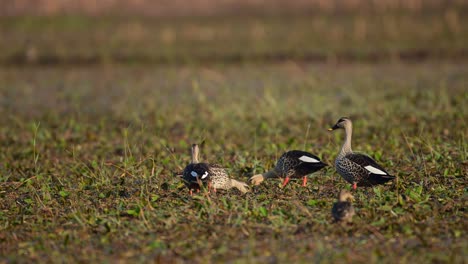 Flock-of-Indian-Spot-billed-ducks-Feeding-in-Beautiful-Habitat-in-Wetland