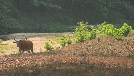 A-male-individual-at-the-river-bank-which-is-dry-during-the-summer-waiting-for-others-to-come,-Tembadau-or-Banteng-Bos-javanicus,-Thailand