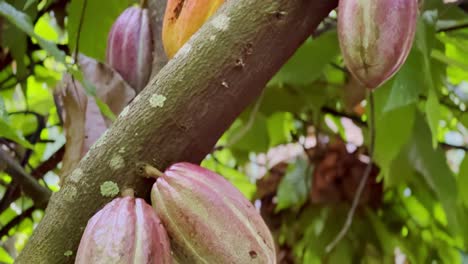 Cinematic-close-up-booming-down-shot-of-fruit-hanging-from-a-cacao-tree-on-a-chocolate-farm-in-Kaua'i,-Hawai'i