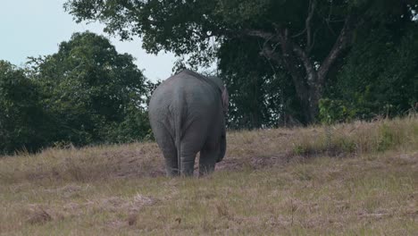 Seen-from-its-back-feeding-on-the-ground-during-the-afternoon,-Indian-Elephant-Elephas-maximus-indicus,-Thailand