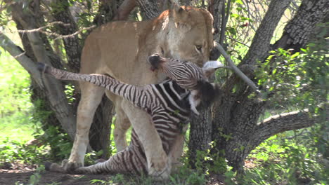Lionesses-catching-a-zebra-foal-in-the-wild