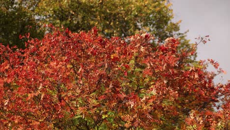 Rote-Blätter-An-Einem-Herbsttag-In-Inverness,-Schottland-Im-Hochland
