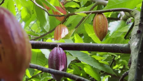 Filmische-Nahaufnahme-Von-Hängenden-Früchten-Eines-Kakaobaums-Auf-Einer-Schokoladenfarm-In-Kaua&#39;i,-Hawaii