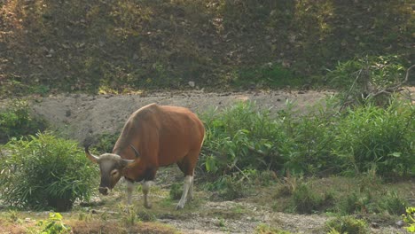 A-bull-grazing-and-then-some-individuals-arrived-to-walk-away-together-to-the-left,-Tembadau-or-Banteng-Bos-javanicus,-Thailand