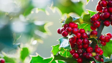 Video-clip-capturing-a-holly-bush-backlit-by-morning-sun,-vibrant-green-leaves-shimmering,-Christmas-berries-gleaming-with-dewdrops