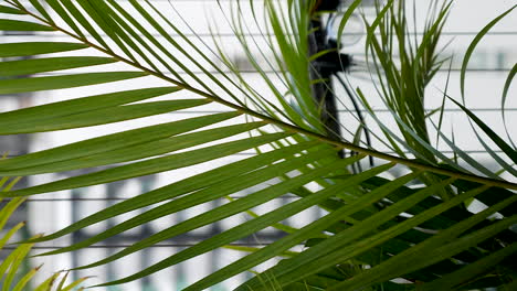 Areca-Palm-Plant-Leaves-Fluttering-In-Wind-On-High-Rise-Balcony