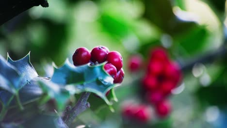 Video-clip-capturing-the-beauty-of-a-holly-bush,-morning-sun-backlighting,-leaves-shining-green,-and-red-Christmas-berries-glistening-with-morning-dew