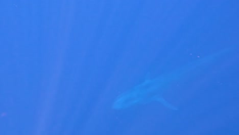 Underwater-view-of-encounter-with-a-blue-whale-swimming-in-deep-blue-ocean-with-sunlight-filtering-through-water-in-Timor-Leste,-Southeast-Asia