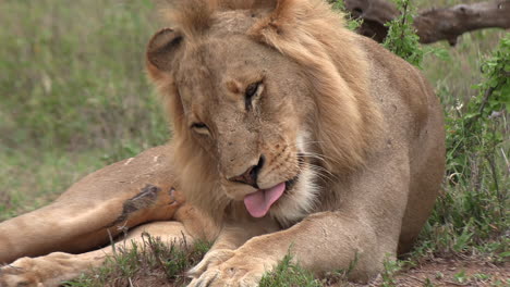 Beautiful-close-up-of-a-young-male-lion-yawning-and-grooming-himself
