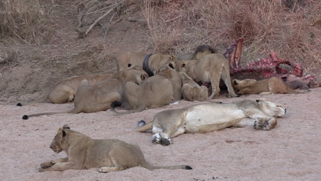 Lions-feeding-on-a-dead-carcass